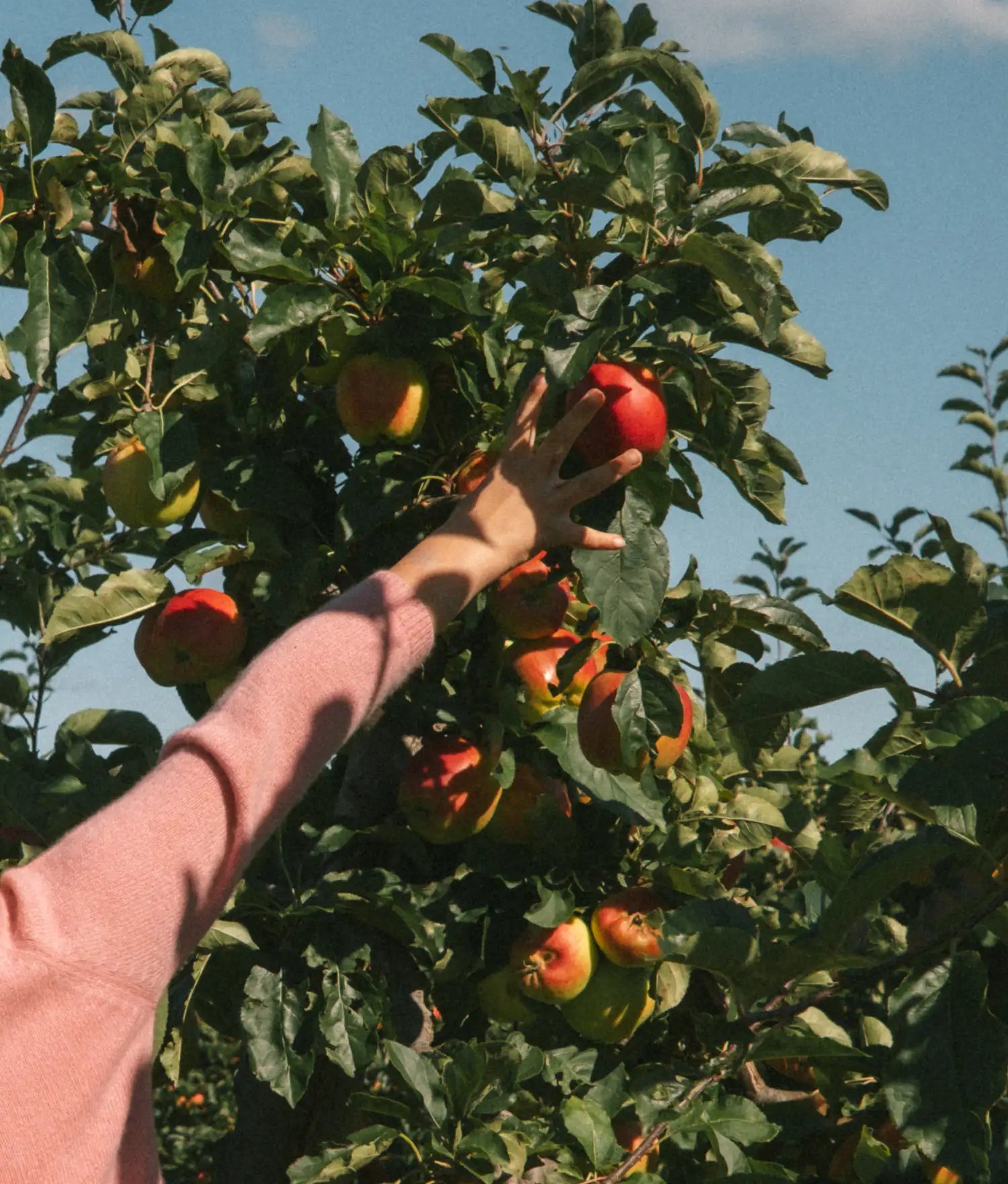 Hand in a pink knit sleeve reaching up to pick a red apple from a tree against blue sky