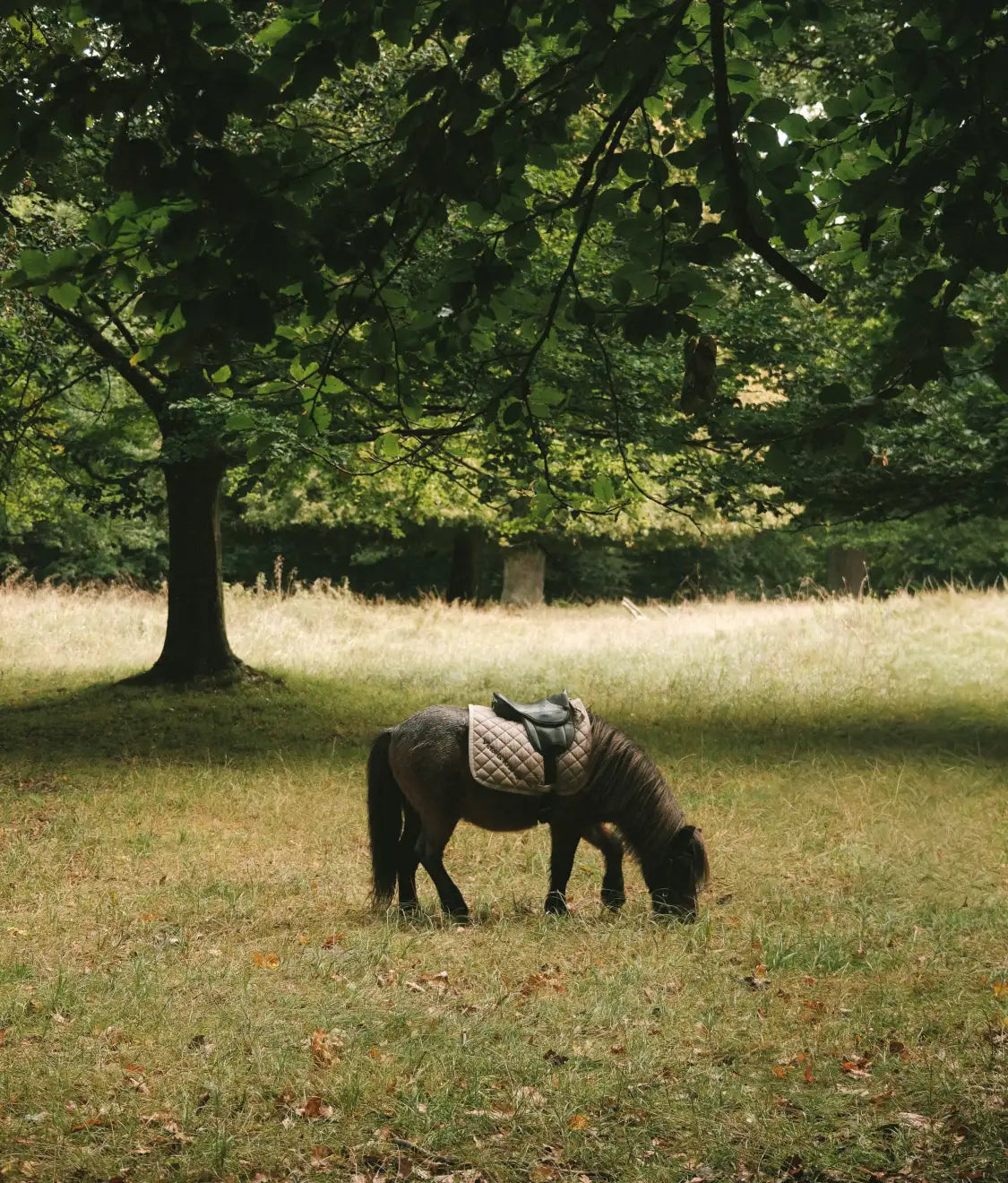 Saddled pony grazing in a sunlit meadow under a large tree
