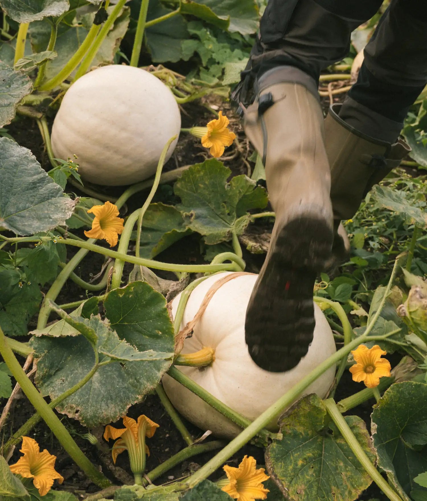 Person in rubber boots stepping through a pumpkin patch with white pumpkins and yellow flowers